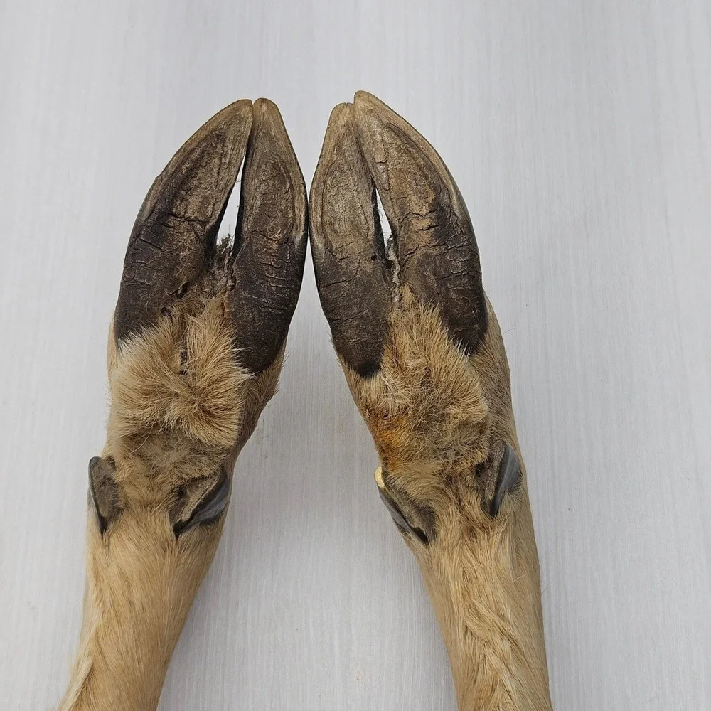 N/A authentic taxidermy